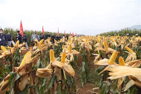 粮饲兼用玉米新品种选育及推广