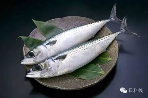 鲭鱼世上最健康的鱼,鲭鱼的营养排名,鲭鱼和鲅鱼的区别_大山谷图库