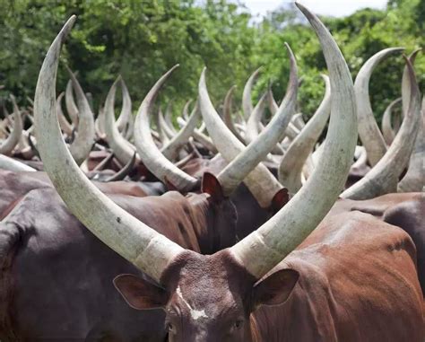 世界上最大的牛，体重可达到1400斤，且还拥有超大的牛角！