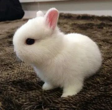可爱的小兔子作文600字（淘气的兔子）-我爱育娃