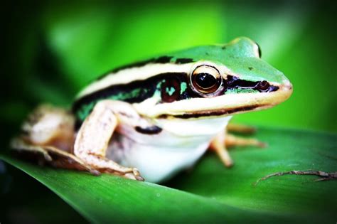 【青蛙2摄影图片】生态摄影_太平洋电脑网摄影部落