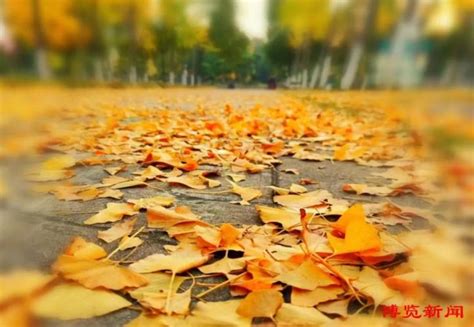 秋风扫落叶，一叶一知秋