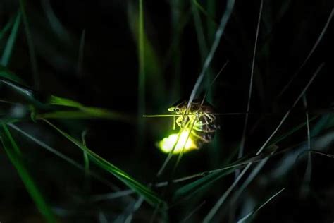 世界上四种能发光的动物，你见过哪一种？|萤火虫|水母|发光_新浪新闻