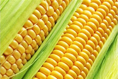 玉米是怎样分类的？作为种业人你一定要明白_籽粒