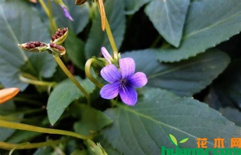 紫花地丁春季可以种植吗，种植后如何管理-花海建设-长景园林网