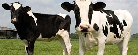 一头奶牛多少钱-农百科