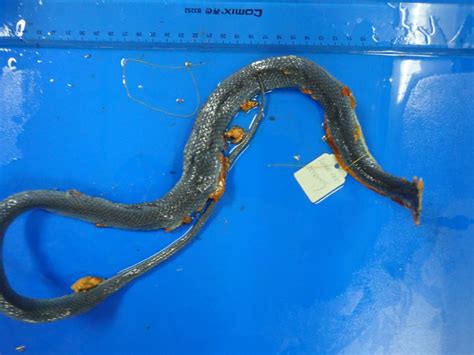 翠青蛇-标本图片库-武陵山区生物多样性综合科学考察