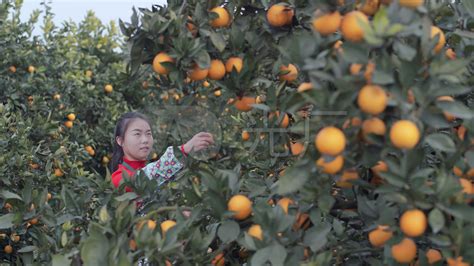 四川高坪：小柑桔闯进大市场-人民图片网