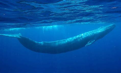 最大的鲸鱼是什么鲸？ - 百科 - 酷钓鱼