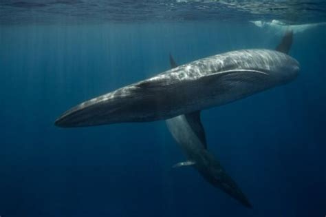 你敢信？海洋中最大的哺乳动物鲸的祖先不仅能行走还很爱吃肉！