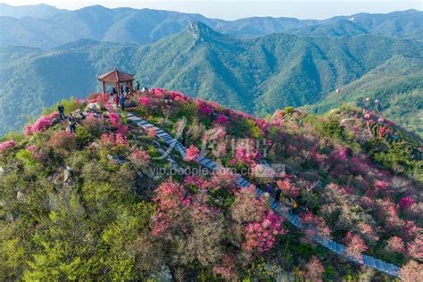 安徽芜湖：三公山上映山红盛开-人民图片网