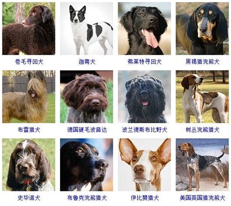 犬的种类,犬的种类及图片与名字,犬的图片_大山谷图库