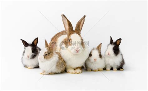 如何在一群兔子中，挑选到最健康的宠物兔？这四点是关键|宠物兔|宠物|新手_新浪新闻
