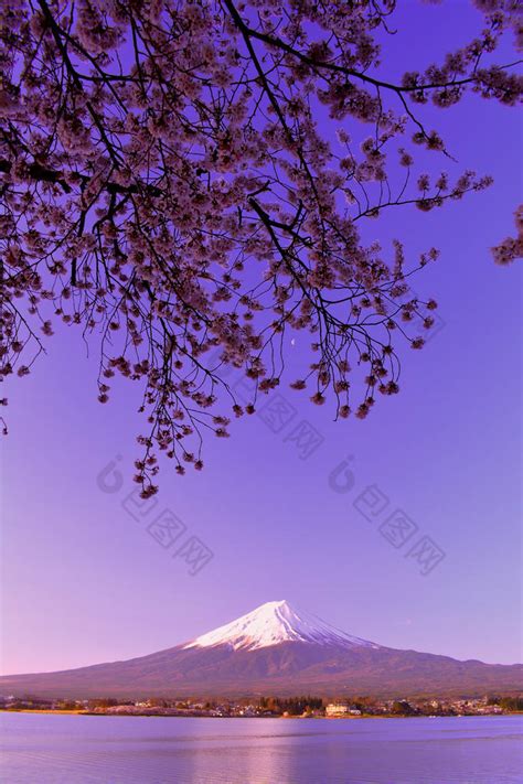 樱花和富士山在黎明时分从河口湖日本-包图企业站
