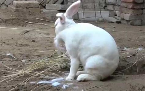 兔子的寿命一般能活几年？ - 动物 - 酷自然