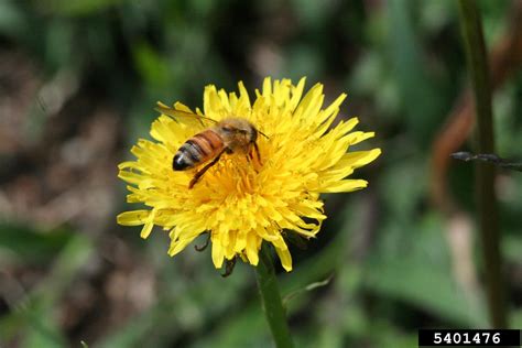 honey bee, Apis mellifera (Hymenoptera: Apidae) - 5401476