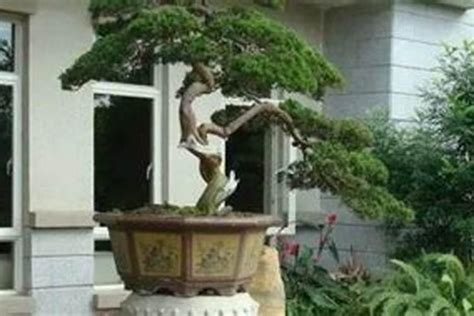 庭院门口适合栽什么树（这六种树“大户人家”爱种）-李飞SEO