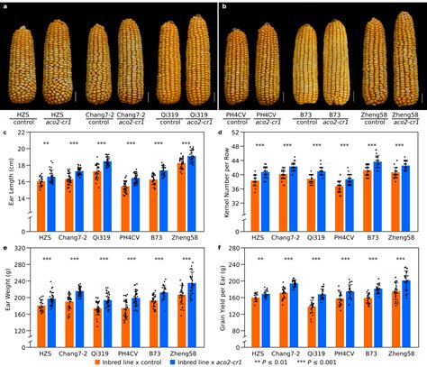 华中农大Nature子刊发文，解析玉米产量调控的新机制 - 生物通