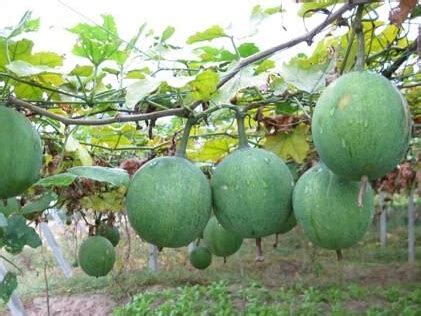瓜蒌是什么植物-养花技巧-长景园林网