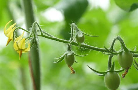 西红柿高产施肥方法