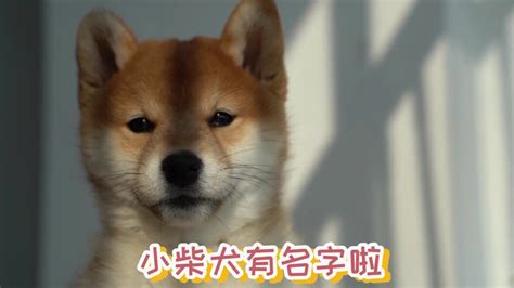 教你如何挑选小柴犬幼犬【日本柴犬特征详解】 - 柴豆豆柴犬