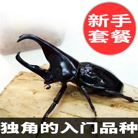14.独角虫2(铁壳昆)虫属性~变硬原图片
