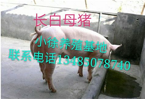 湖南小猪饲料全价配合料厂家直供批发价40公斤一包（颗粒型）-阿里巴巴