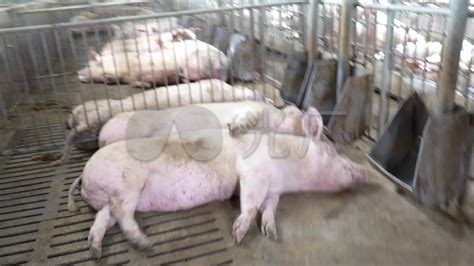 985头美国种猪“空降”四川_凤凰网视频_凤凰网