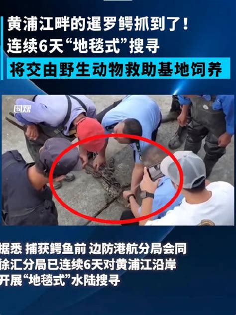 上海黄浦江畔的鳄鱼抓到了！将交由野生动物救助基地饲养|野生动物|鳄鱼_新浪新闻