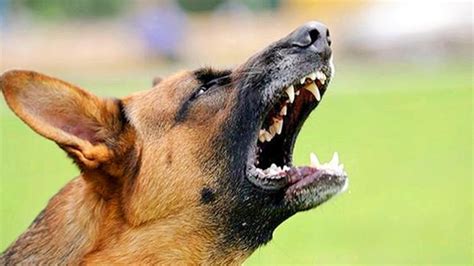 狗狗吠叫有因，学会这6个妙招，让狗狗变乖变安静|狗狗|主人|磨牙_新浪新闻
