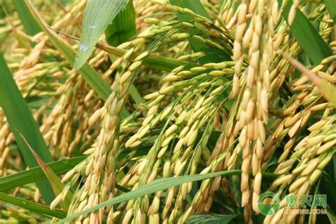 全国最优旱稻品种有哪些？ - 惠农网