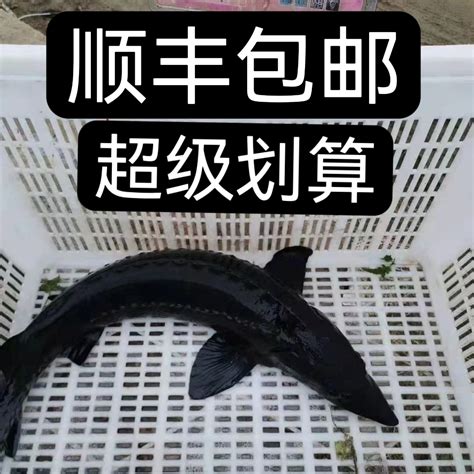 听说世界上最大的一条鲟鱼在衢州 立起来两层楼高-浙江新闻-浙江在线