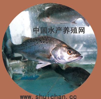 今年浙江台州七星鲈鱼价格不理想_水产快讯（市场动态）_水产养殖网