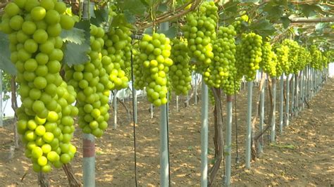 葡萄种植技术,葡萄种植方法_360新知