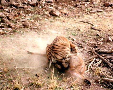 老虎循着气息找到猎物后, 水鹿瞬间被老虎秒杀致死|猎物|气息|水鹿_新浪新闻
