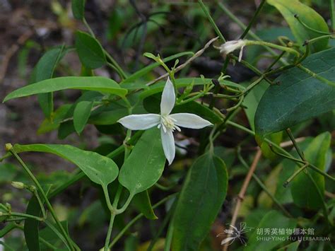 Clematis chinensis Osbeck|威灵仙|威灵仙 – Shiu Ying Hu Herbarium Collections