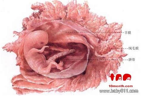 双胎的胎儿系统超声（四维彩超），可不是简单的“1+1”！-嘉兴悦程妇产医院-提供产检/分娩/月子/产后一站式医疗服务
