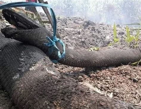 惊！印尼森林大火，身长10米的超级巨蟒被烧焦_热点 _ 文汇网