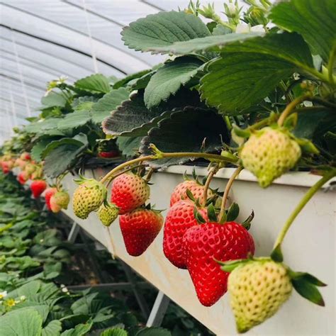 大棚草莓种植基地高清图片下载-正版图片500295142-摄图网