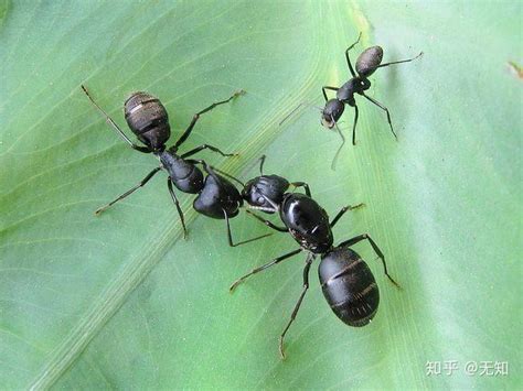 蚂蚁饲养 - 知乎
