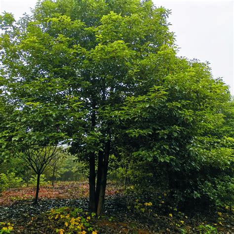 香樟树特点，常栽种在矿区和城市中 - 农敢网