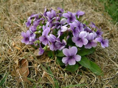 紫花地丁有什么作用怎么种植?-绿宝园林网