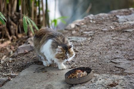 女生给学校流浪猫喂食，猫咪叼来只鸟送女孩_关键帧_澎湃新闻-The Paper