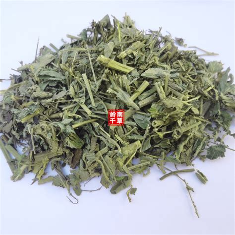 脱力草图片