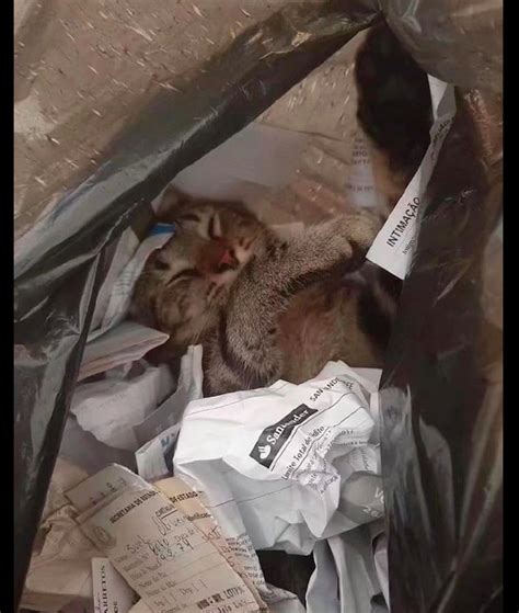 网友去扔垃圾却发现袋子特别重，打开一看，发现猫正在里面睡觉呢|猫咪|袋子|睡吧_新浪新闻