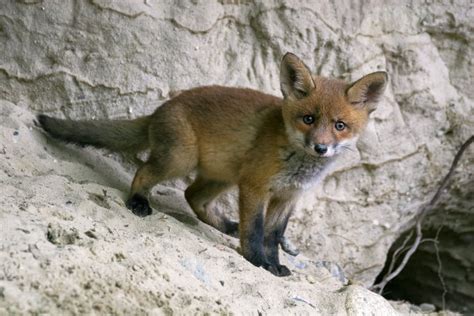 咬树枝的狐狸幼崽图片-趴在草地上咬树枝的狐狸幼崽素材-高清图片-摄影照片-寻图免费打包下载