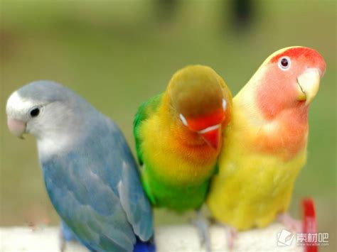 桃面爱情鸟，听名字就觉得很漂亮，颜色突变是所有情侣鹦鹉中最广