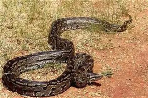 中国最吓人的一条巨蛇：体长近五十米(有人被吓晕)_奇趣解密网