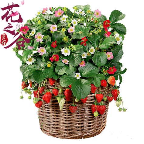白草莓盆栽,草莓盆栽,白草莓种苗_大山谷图库