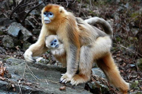2024金丝猴自然保护区门票,周至金丝猴自然保护区游玩攻略,金丝猴自然保护区游览攻略路线/地址/门票价格-【去哪儿攻略】